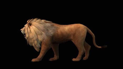 A-lion-walking-on-black-background-with-alpha-channel-included-at-the-end-of-the-video,-3D-animation,-side-view,-animated-animals,-seamless-loop-animation