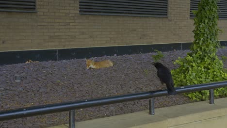 Crow-and-fox-in-urban-environment.-Static-view