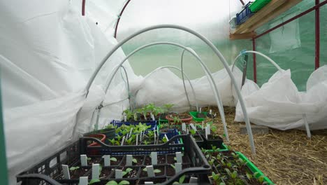 Slow-moving-shot-over-seedling-trays-in-an-greenhouse-tunnel-with-plastic-sheeting