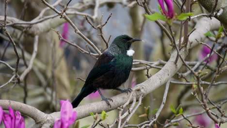 Tūī-bird-in-New-Zealand-pruning-in-a-tree-in-slow-motion