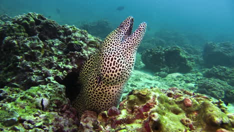 Large-black-spotted-moray-eel-looking-out-of-a-block-of-coral