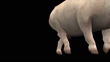 A-pig-walking-and-passing-by-on-black-background-with-alpha-channel-included-at-the-end-of-the-video,-3D-animation,-perspective-view,-animated-animals