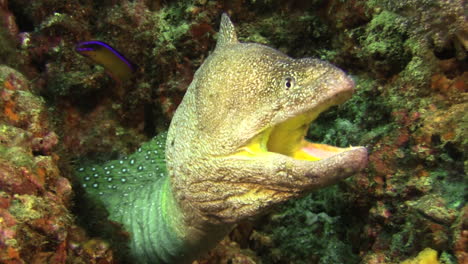 Close-up-front-view-of-Yellowmouth-moray-surrounded-by-corals,-This-moray-eel---unlike-other-species---produces-a-skin-toxin