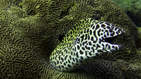 Black-spotted-moray-eel-looking-out-of-the-center-of-a-hard-coral-and-being-cleaned-by-a-Bluestreak-cleaner-wrasse