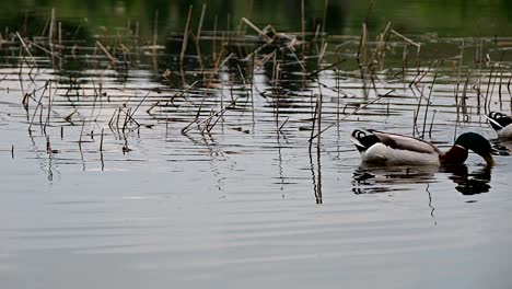 mallard-ducks-near-the-shore-of-the-lake