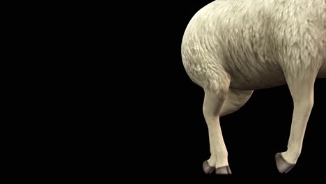A-sheep-walking-and-passing-by-on-black-background-with-alpha-channel-included-at-the-end-of-the-video,-3D-animation,-perspective-view,-animated-animals