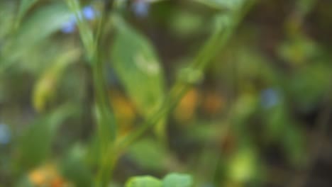 Green-Plant-Stalk-Tilt-Shot-Background