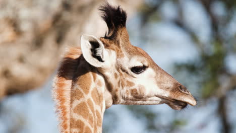Nahaufnahme-Einer-Kauenden-Afrikanischen-Giraffe