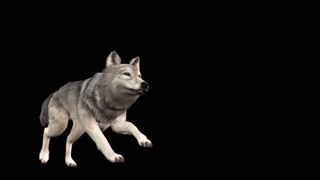 A-grey-wolf-running-on-black-background-with-alpha-channel-included-at-the-end-of-the-video,-3D-animation,-perspective-view,-animated-animals,-seamless-loop-animation