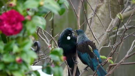 Tūī-birds-in-New-Zealand-fighting-in-a-tree-in-slow-motion