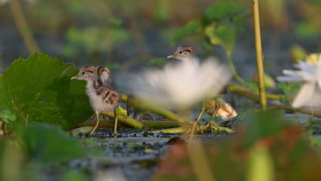 Chicks-of-Pheasant-Tailed-Jacana-Hiding-herself-with-leaf