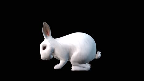 A-rabbit-idle-on-black-background-with-alpha-channel-included-at-the-end-of-the-video,-3D-animation,-side-view,-animated-animals,-seamless-loop-animation