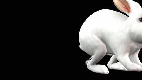 A-rabbit-jumping-hopping-and-passing-by-on-black-background-with-alpha-channel-included-at-the-end-of-the-video,-3D-animation,-perspective-view,-animated-animals