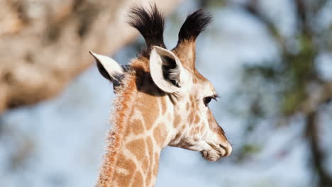 Ein-Paar-Afrikanischer-Giraffen-In-Ihrem-Natürlichen-Lebensraum