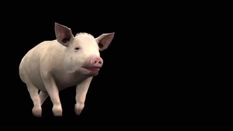 A-pig-walking-on-black-background-with-alpha-channel-included-at-the-end-of-the-video,-3D-animation,-perspective-view,-animated-animals,-seamless-loop-animation