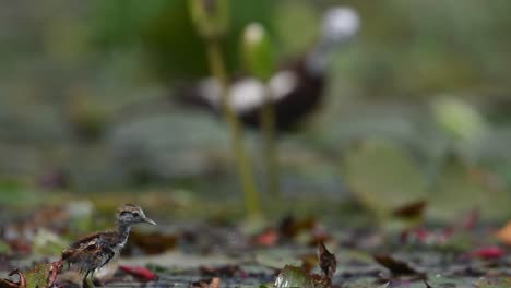 Küken-Von-Fasanenschwanzhühnern,-Die-Sich-Mit-Blättern-Verstecken