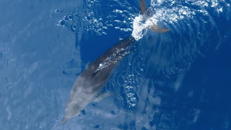 Delfines-Nadando-Y-Jugando-En-La-Proa-Del-Barco-En-Agua-Azul-Clara-Tropical,-Formato-Vertical