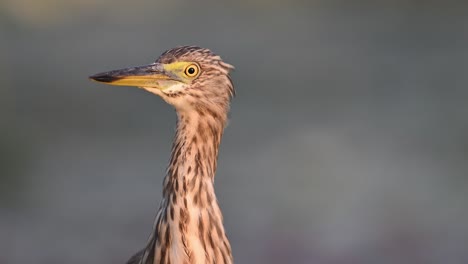 Extreme-Closeup-of-Indian-pond-Heron-in-Sunrise