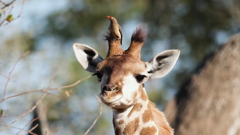 An-Oxpecker-Perched-on-a-Giraffe's-Head