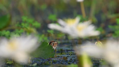 Küken-Von-Fasanenschwanzhühnern-Ernähren-Sich-Von-Schwimmenden-Seerosenblättern