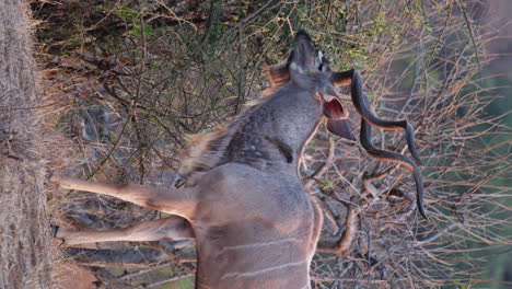 Kalahari-Kudu-Ernährt-Sich-Vertikal-Von-Büschen-In-Der-Savanne
