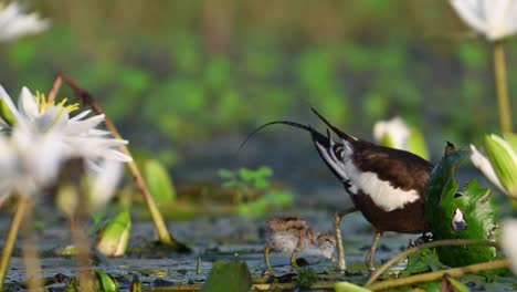 Pheasant-tailed-Jacana-with-Chicks-in-water-lily-Flower