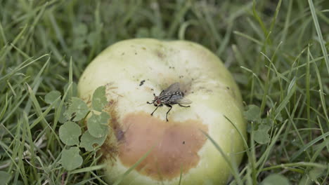 Close-up-shot-of-a-fallen-apple-in-the-grass,-apple-starting-to-rot