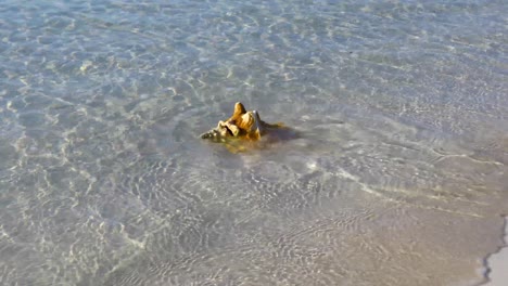Statische-Aufnahmen-Einer-Muschelschale-An-Einem-Strand-Auf-Den-Bahamas