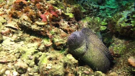 Agitated-Yellowmouth-moray-eel-in-a-crevice-in-coral-reef
