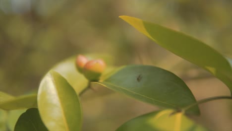 Ameise-Läuft-In-Einem-Fruchtpflanzenblatt