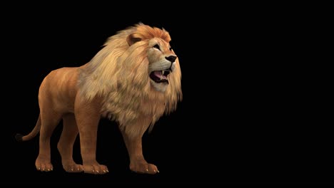 A-lion-walking-on-black-background-with-alpha-channel-included-at-the-end-of-the-video,-3D-animation,-perspective-view,-animated-animals,-seamless-loop-animation
