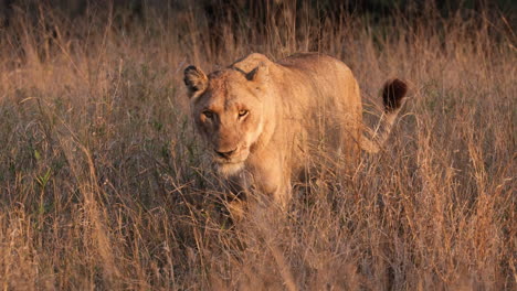 Strutting-Lioness-on-the-Savanna