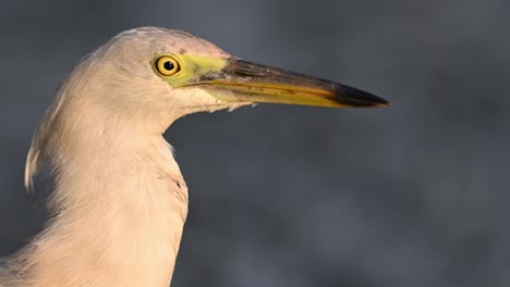 Closeup-of-Indian-Pond-heron-in-Morning