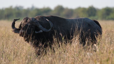 Afrikanischer-Büffel-Ernährt-Sich-In-Seinem-Natürlichen-Lebensraum