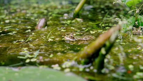 Mittlere-Aufnahme-Eines-Grünen-Teichfrosches,-Der-Von-Blättern-Getarnt-Steht