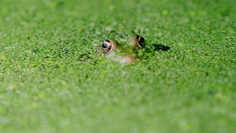 Close-up-shot-of-a-pool-frog-bobbing-up-and-down-camouflaged-by-leaves