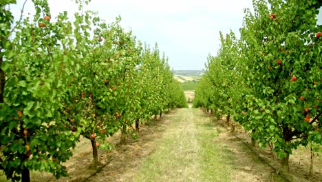 Reihen-Von-Aprikosenbäumen-Wachsen-Tagsüber-In-Einer-Ländlichen-Plantage