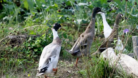 Tracking-shot-of-Indian-Runner-ducks-foraging-on-the-forest-floor-and-walking-away