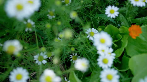 Establishing-shot-of-chamomile-flowers-blooming-on-the-forest-floor