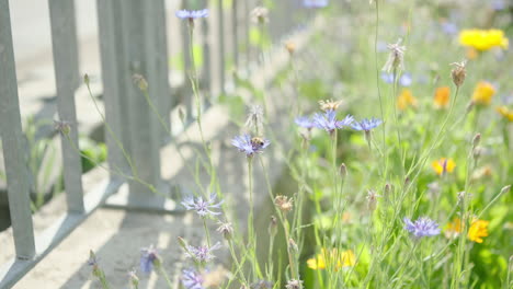 Biene-Auf-Einer-Violetten-Montana-Centaurea-Blume,-Biene-Fliegt-Zur-Nächsten-Blüte-In-Der-Mitte-Der-Aufnahme