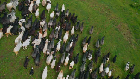 Group-of-sheep-runs-down-hill-landscape-of-Nepal