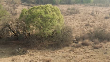 Drone-aerial,-Zebra-herd-standing-in-the-shade-of-trees-in-the-wild-on-a-winters-morning