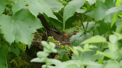 Song-Thrush-in-her-nest-hidden-in-the-raspberry-bushes-in-organic-garden