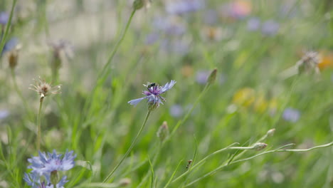 Wide-shot-of-a-beautiful-meadow-with-wild-flowers,-one-single-fly-sitting-on-a-flower