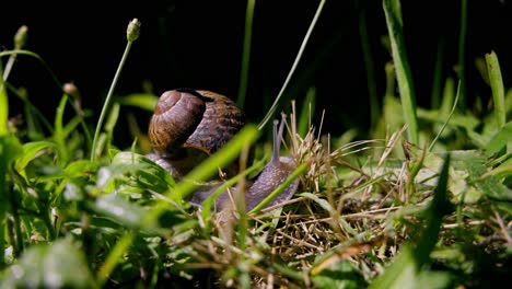 Macro-shot-of-a-Roman-Snail-moving-across-the-forest-floor