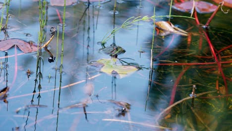 Nahaufnahme-Eines-Frosches-Unter-Wasser-In-Einem-Natürlichen-Teich