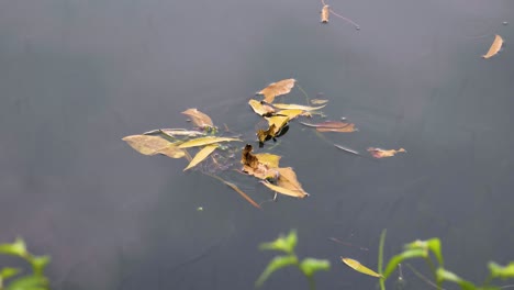 Slow-motion-shot-of-a-dragonfly-flying-low-above-the-West-Lake-in-Hangzhou