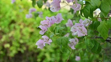 Close-up-of-blooming-Bougainvillea-flowers,-Bright-pink-paper-flower-in-a-backyard