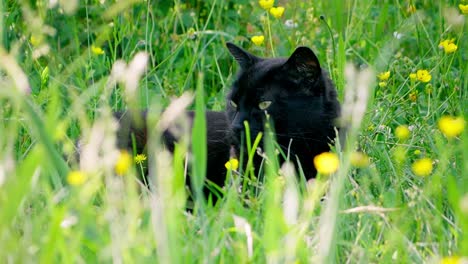 Slow-motion-shot-of-a-black-European-cat-lying-in-a-buttercup-meadow