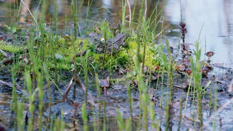 Handheld-shot-of-a-pool-frog-and-Marsh-frog-jumping-in-the-water-at-the-side-of-a-pond